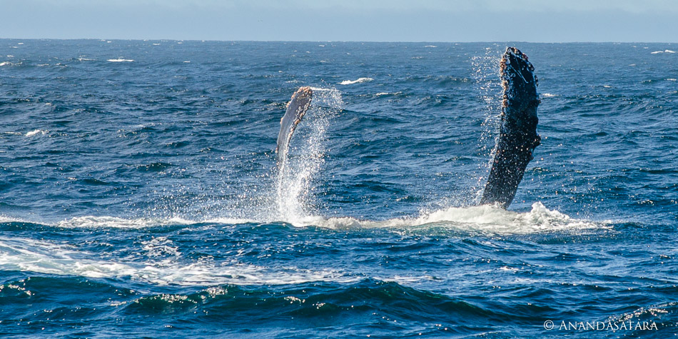 "Embrace" Humpback Whale, Monterey Bay, California