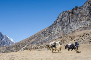 Yaks Bhote Valley Himalayas Anandasatara