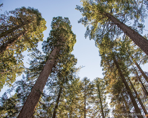 multi dimensional universe Sequoia trees