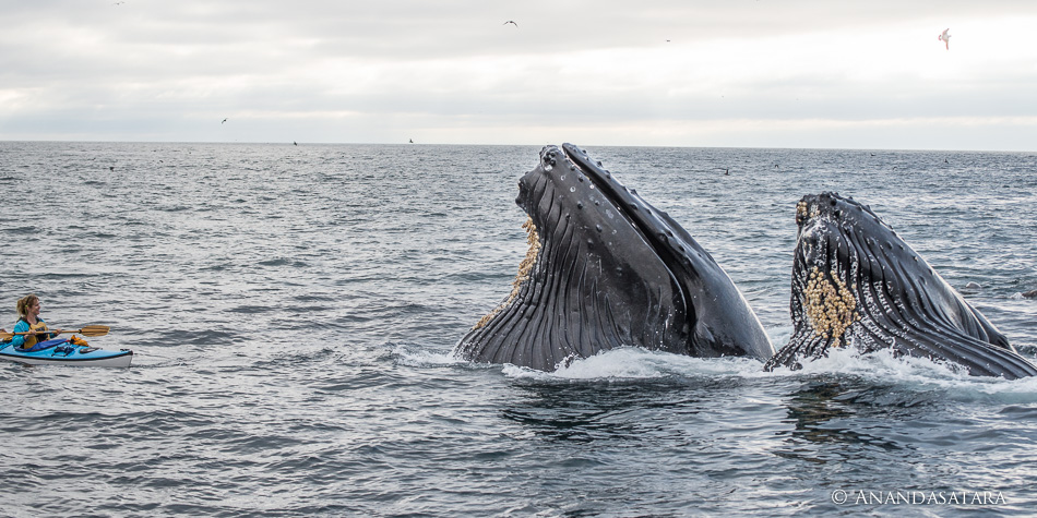 Humpback whales soul ascension
