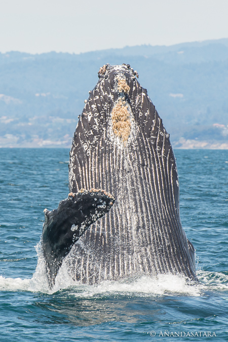 soul ascension enlightenment humpback whale vertical