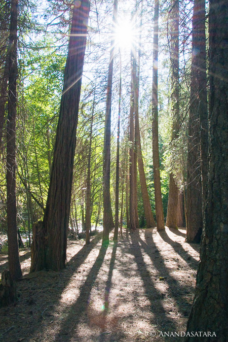 soul awakening ascenion trees vertical