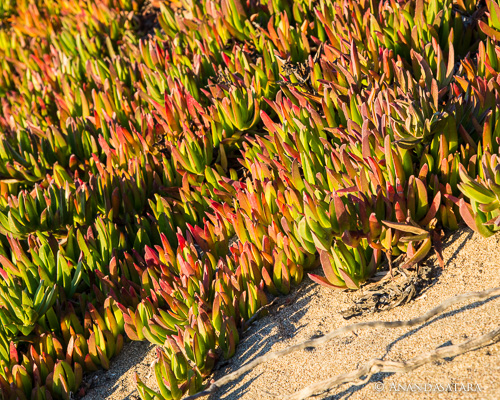 soul awakening point reyes