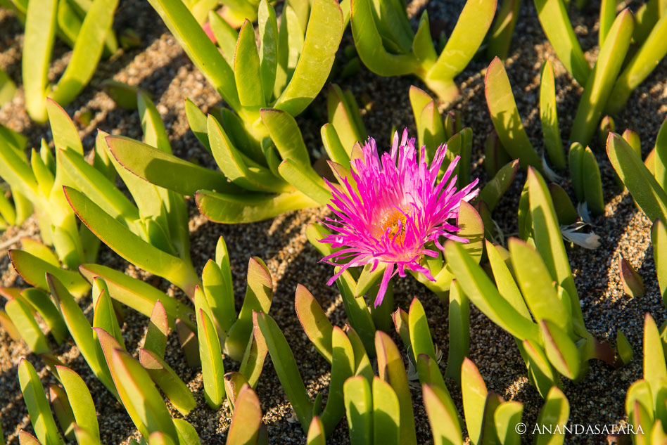 galactic consciousness flower