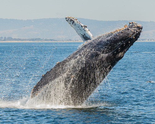 Earth Service Humpback Whale