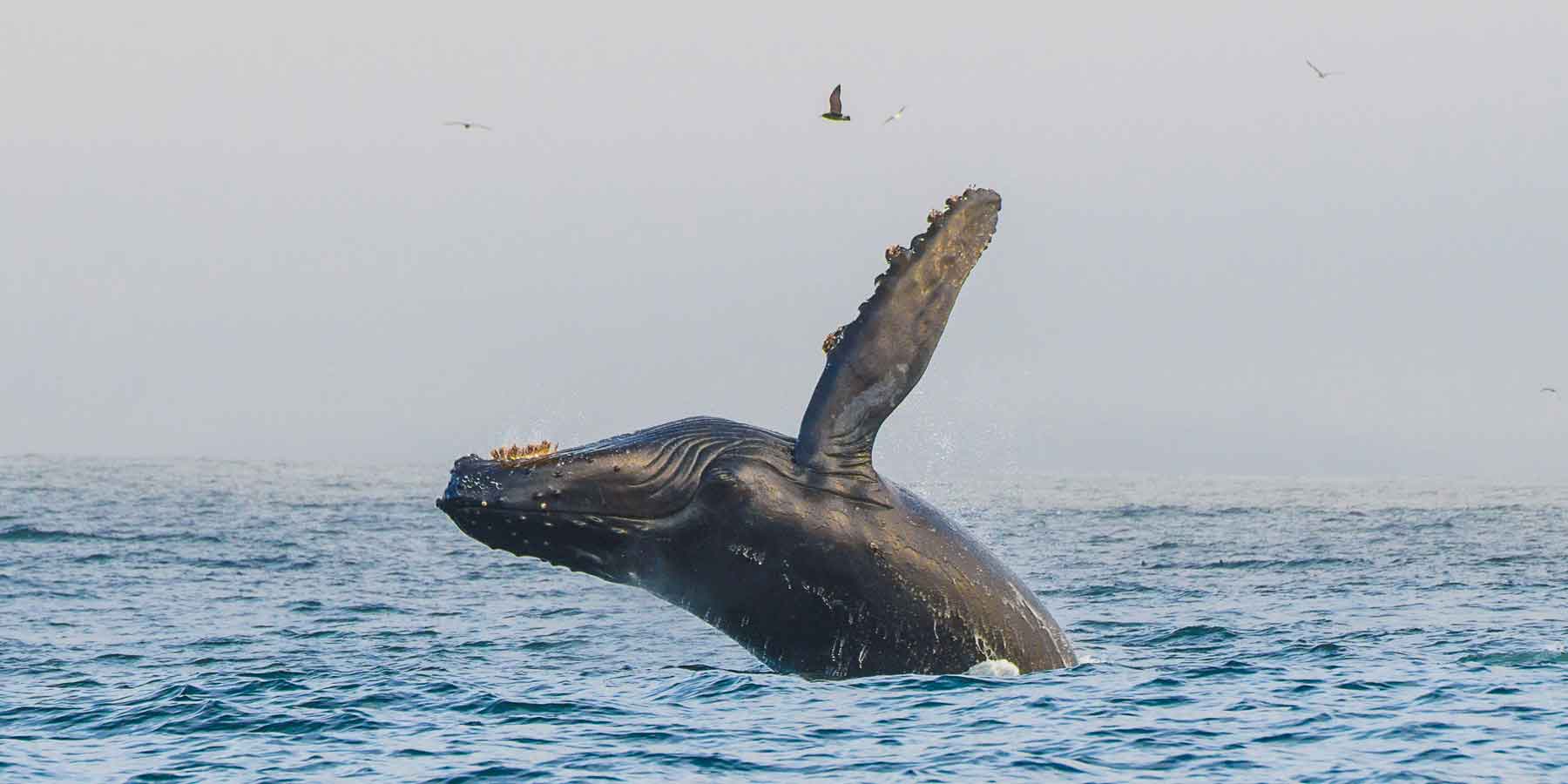 Awakening with Whales & Dolphins