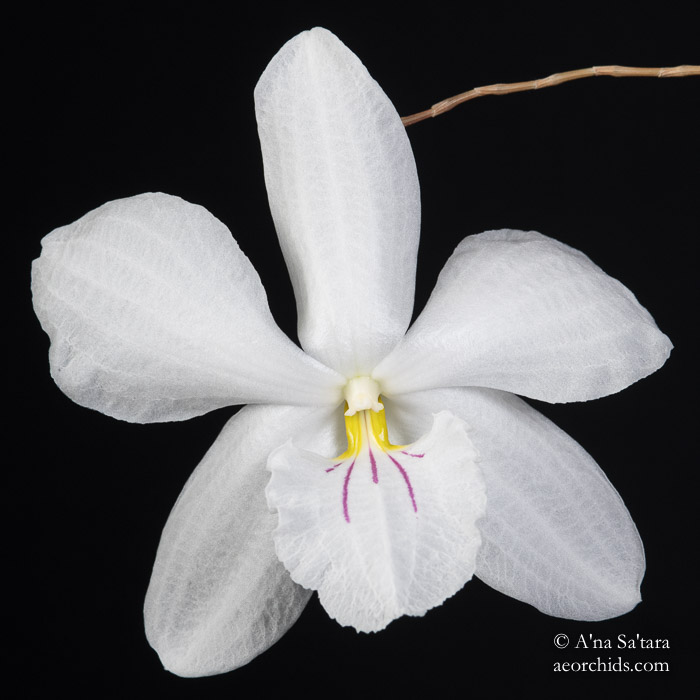 Orchid Photography