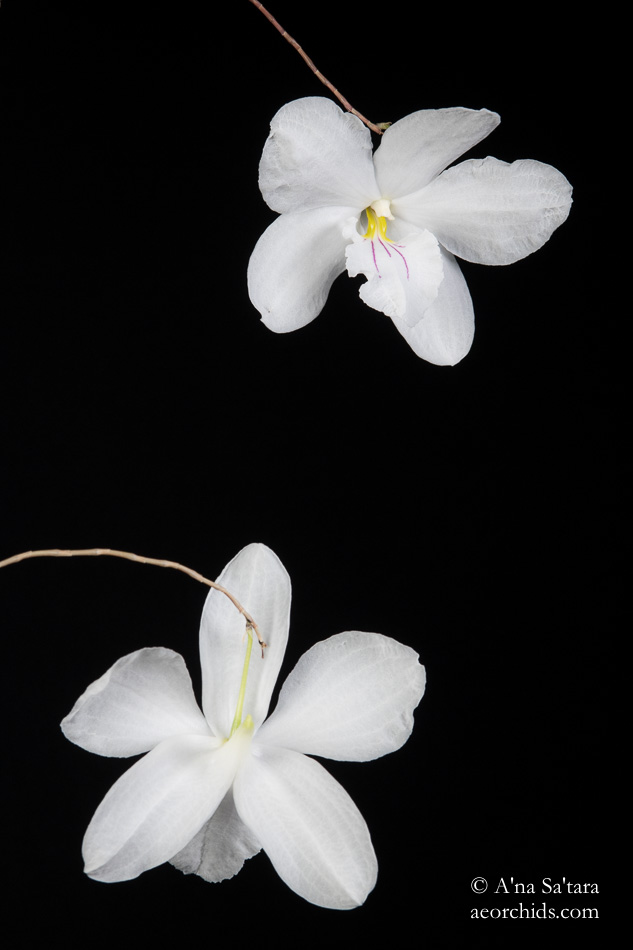Orchid Photography