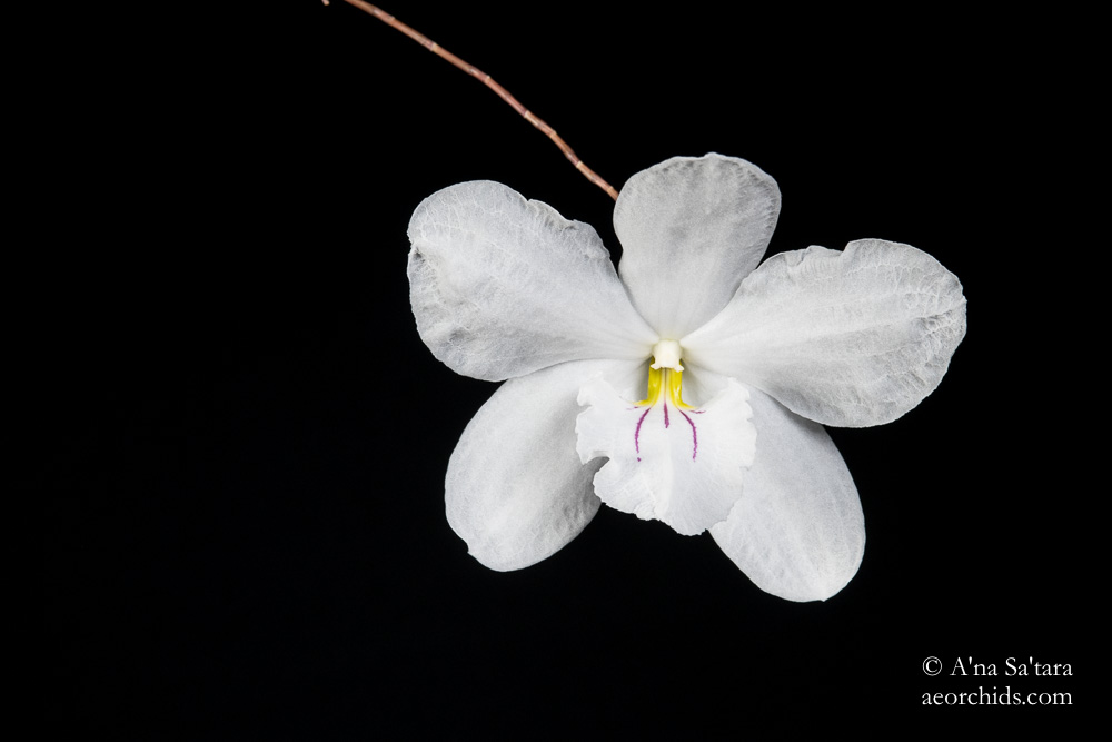 Orchid Photography