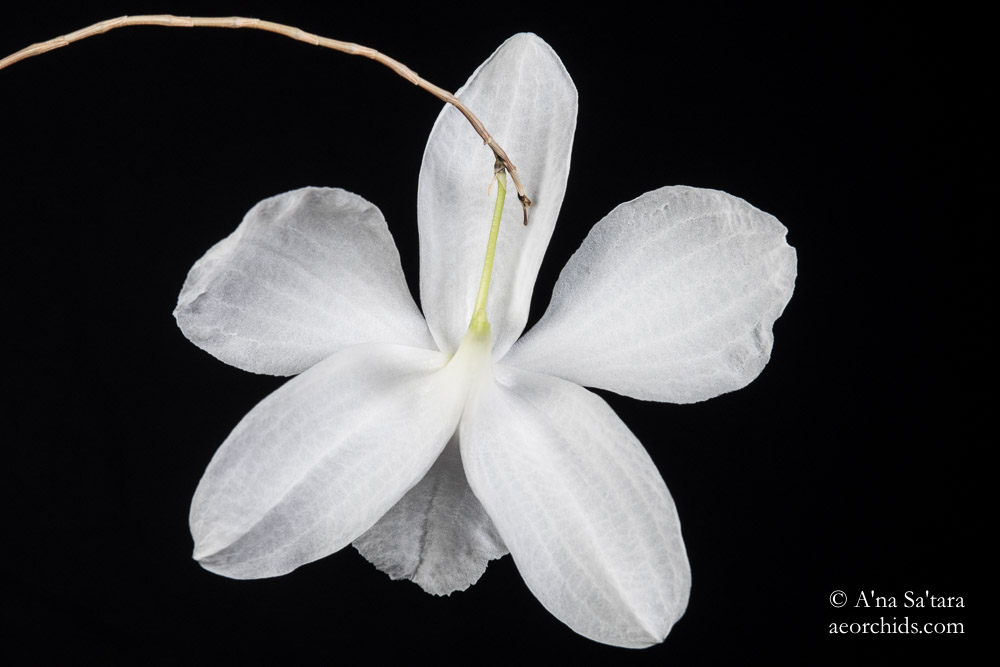 Orchid Photography