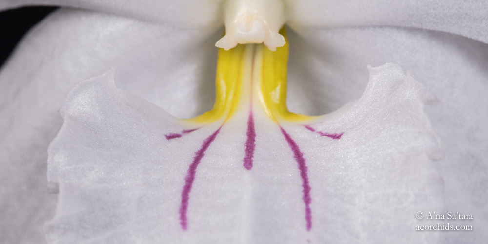 Orchid Photography