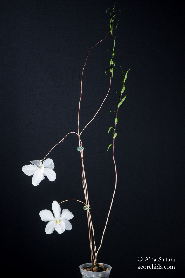 Orchid Photography