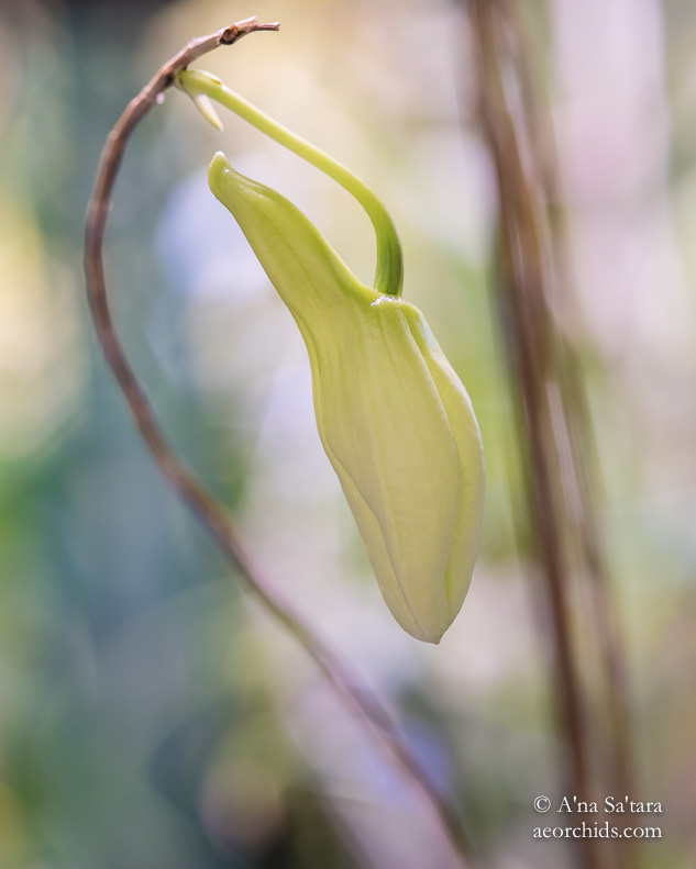 Orchid Photography