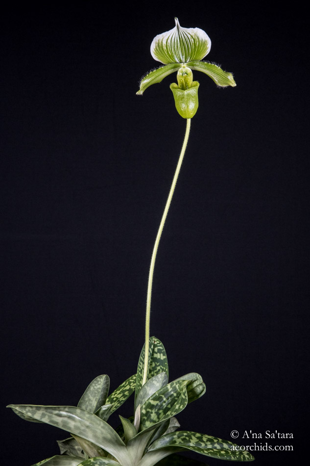 Orchid photography