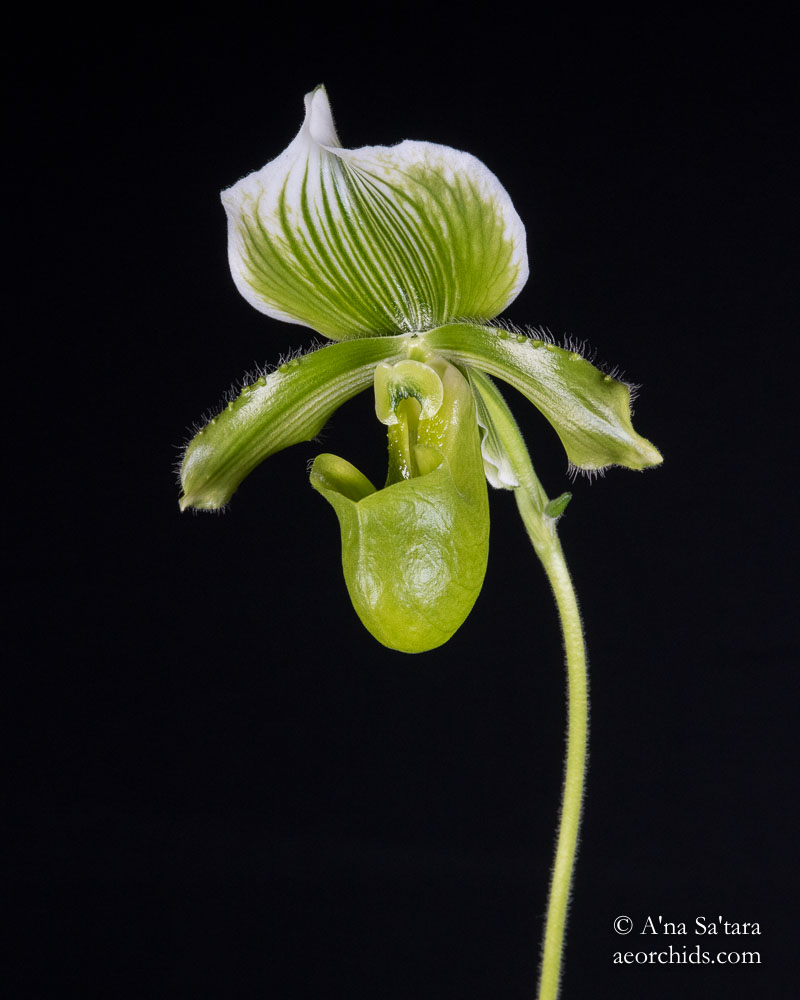 Orchid photography