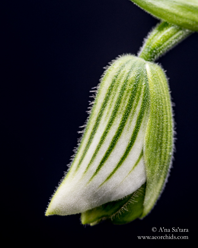 Orchid Photography