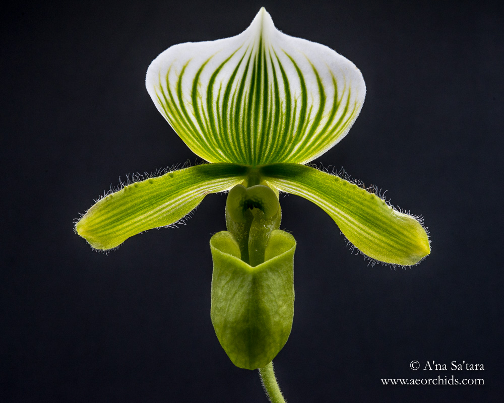 Orchid photography