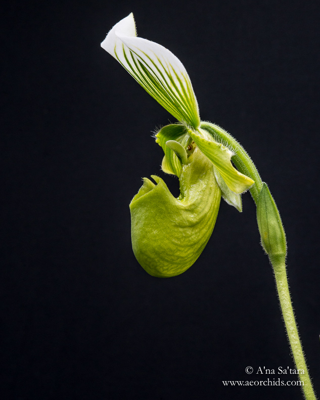 Orchid Photography