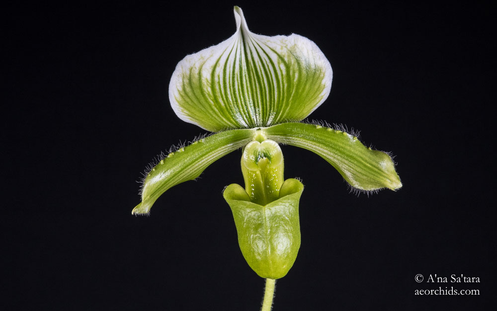 Orchid photography