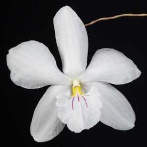 Orchid Photography