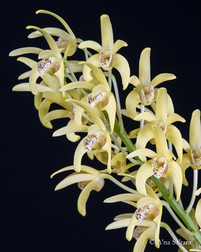 Reality shift orchid photograph