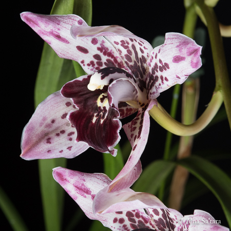 Orchid photograph reality shift