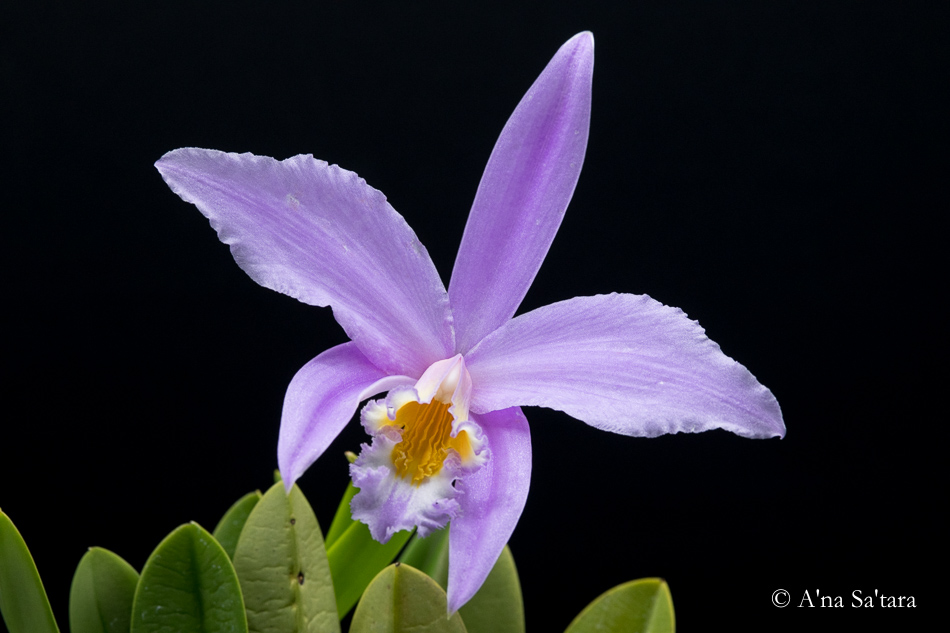 Orchid photography reality shift